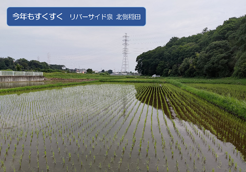 暑い夏を乗り切ろうの画像